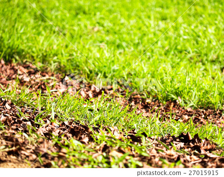 草地 草地 27015915