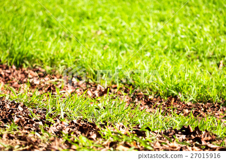 草地 27015916