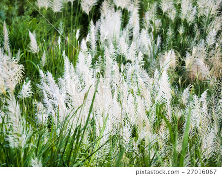 Miscanthus Miscanthus 27016067