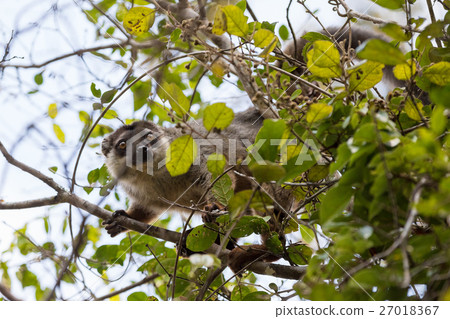 Common brown lemur in top of tree 27018367