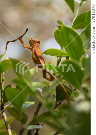 Perinet chameleon, (Calumma gastrotaenia) Perinet chameleon, (Calumma gastrotaenia) 27018370