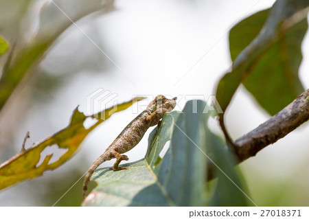 Nose-horned Chameleon (Calumma nasutum) 27018371