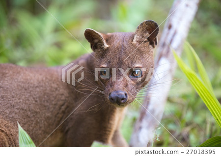 carnivorous mammal Fossa (Cryptoprocta ferox) carnivorous mammal Fossa (Cryptoprocta ferox) 27018395