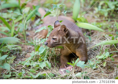 carnivorous mammal Fossa (Cryptoprocta ferox) carnivorous mammal Fossa (Cryptoprocta ferox) 27018396