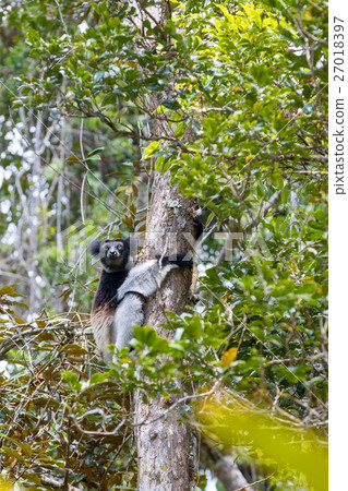 Black and white Lemur Indri 27018397