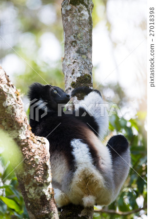 Black and white Lemur Indri 27018398