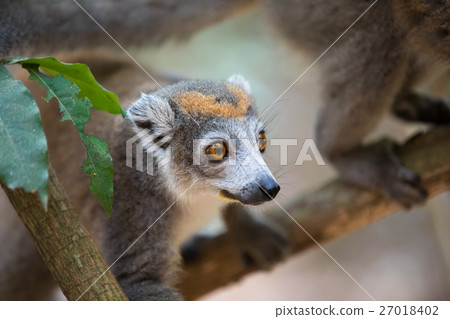 crowned lemur Ankarana National Park 27018402