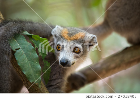 crowned lemur Ankarana National Park 27018403
