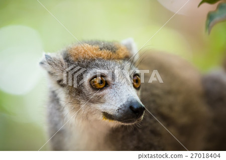 crowned lemur Ankarana National Park 27018404