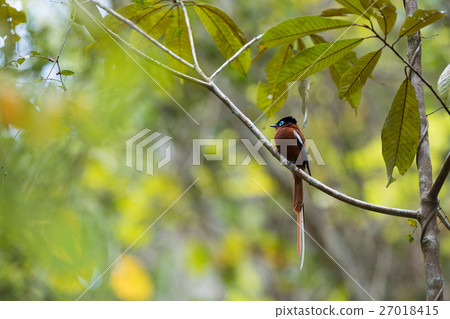 Madagascar Paradise-flycatcher, Terpsiphone mutata 27018415