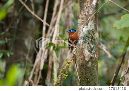 Madagascar Paradise-flycatcher, Terpsiphone mutata 27018418