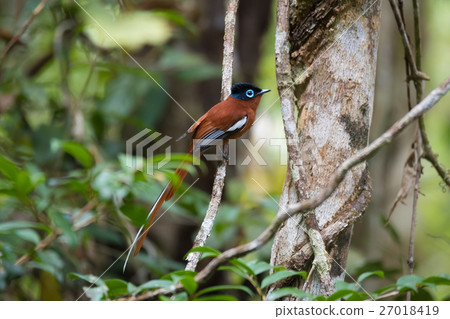 Madagascar Paradise-flycatcher, Terpsiphone mutata 27018419