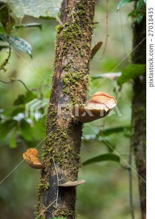 mushroom on the trunk in madagascar rainforest 27018435
