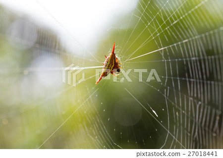 Spiny orb-weaver or crab spider Spiny orb-weaver or crab spider 27018441