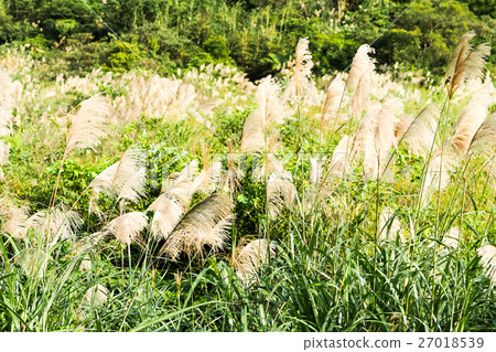 Miscanthus Miscanthus 27018539