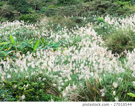 Miscanthus Miscanthus 27018544