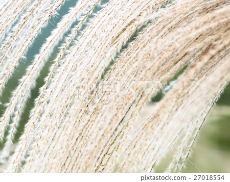Miscanthus 27018554