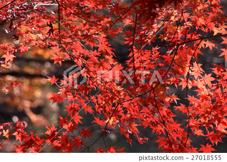 Maple  27018555