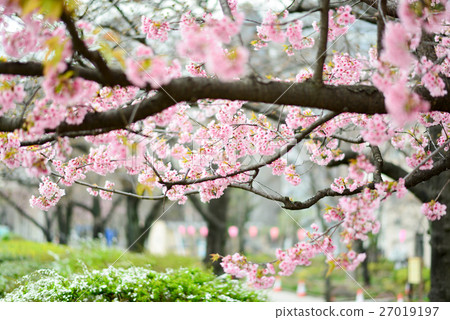 Oomori Cherry Blossoms at Sumida Park 27019197