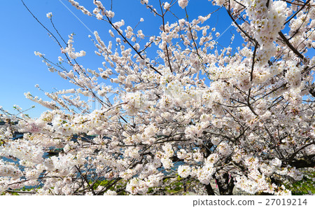 Cherry blossoms at Sumida Park Cherry blossoms at Sumida Park 27019214