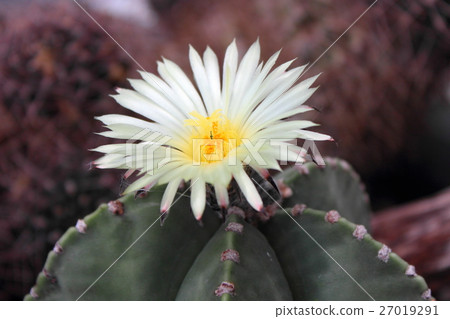 Cactus flower Cactus flower 27019291