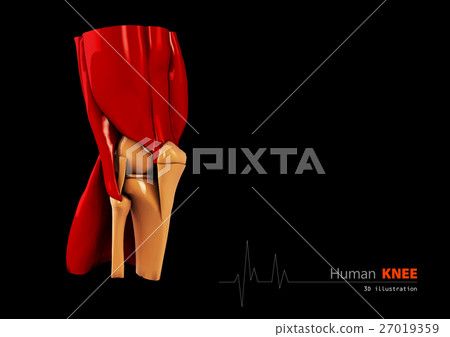 3d Illustration of Human knee abstract 3d Illustration of Human knee abstract 27019359