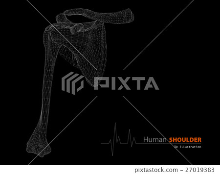 Illustration on Human Anatomy, Shoulder Isolated Illustration on Human Anatomy, Shoulder Isolated 27019383