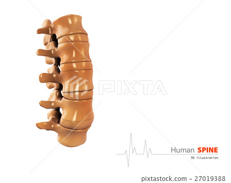 3d Illustration of Human spine abstract scientific 27019388