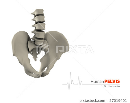 illustration pelvis abstract scientific background illustration pelvis abstract scientific background 27019401