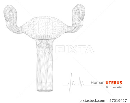 Human Anatomy, Uterus Isolated Background 27019427