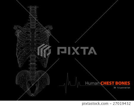 Illustration on Human Anatomy Torso Skeleton Illustration on Human Anatomy Torso Skeleton 27019432