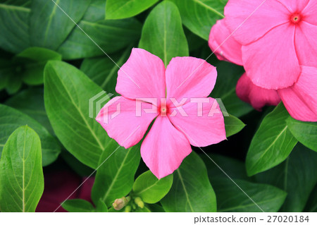 Pink Roseus Flowers in Garden 27020184