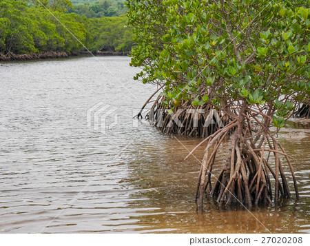 紅樹林沖繩縣石垣市福田河 27020208