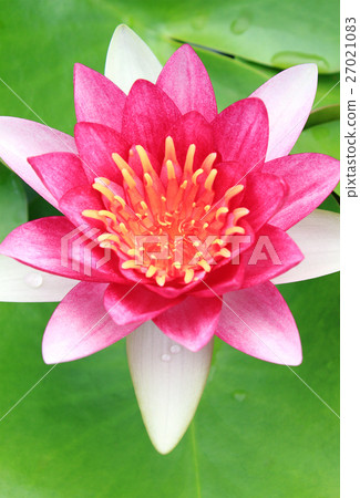 Red water-lily Red water-lily 27021083