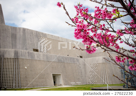 Cherry blossoms in front of Okinawa Art Museum 27022230