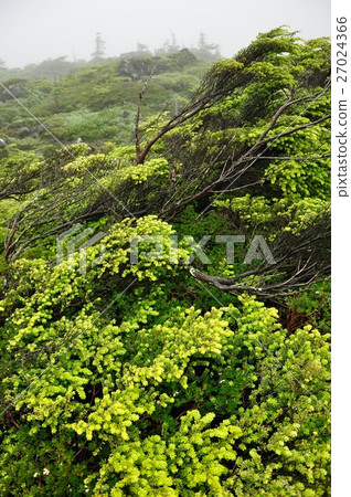 霧的Kita Yatsugatake Tsuboi庭院 27024366