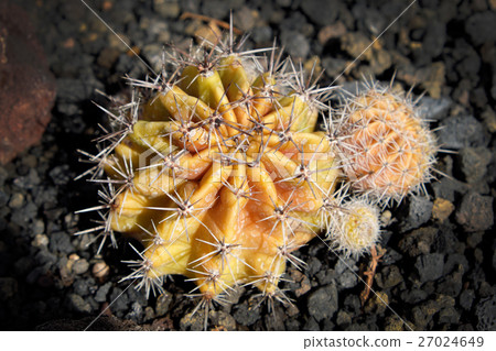 round cactus closeup , succulent garden plant 27024649
