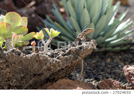 lizard sitting on rock 27024650