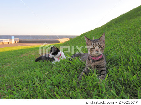 Kittens resting on the lawn Kittens resting on the lawn 27025577