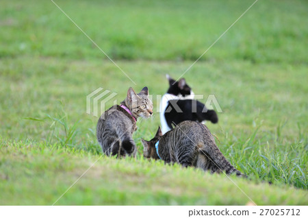 草貓 草貓 27025712