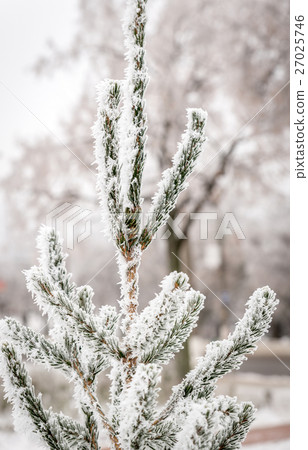 Frosted tree 27025746