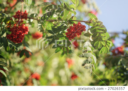 ashberry on rowan tree in a sunny autumn day 27026357