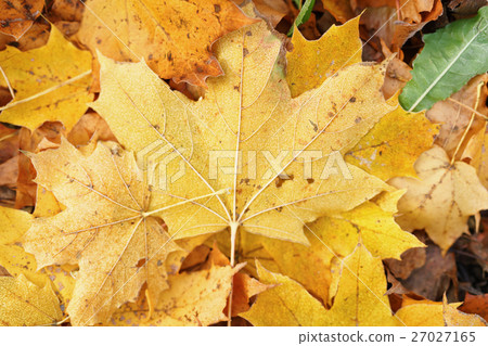 autumn maple leaves on the grass 27027165