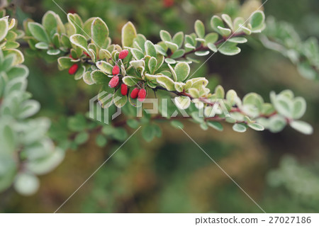 barberry bush covered with morning frost 27027186