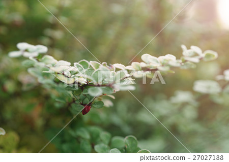 barberry bush covered with morning frost 27027188