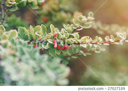 barberry bush covered with morning frost 27027189