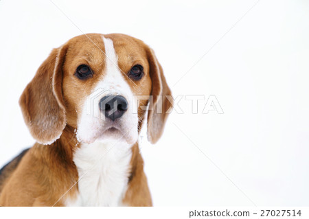 beagle dog outdoor winter portrait with copyspace beagle dog outdoor winter portrait with copyspace 27027514