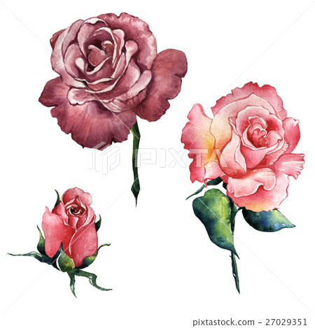 Wildflower rose flower in a watercolor style Wildflower rose flower in a watercolor style 27029351