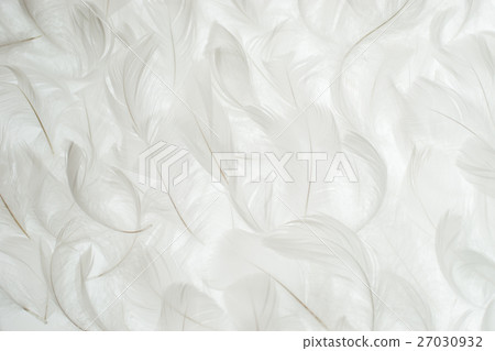 羽毛 羽毛 27030932