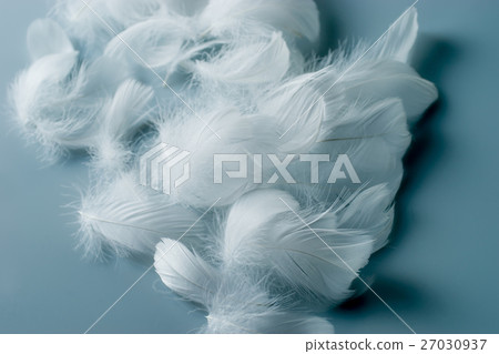 Feathers 27030937